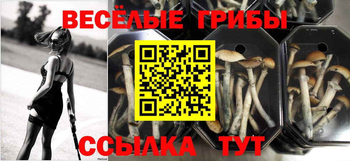 Осинники  Псилоцибиновые грибы Psilocybine cubensis  Вход с VPN 